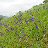 Grassland with Salvia pratensis