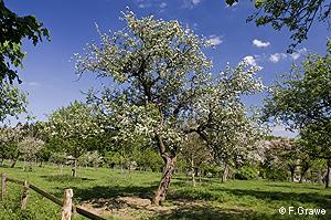 extensive orchards