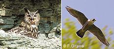 Eagle owl, Peregrine falcon