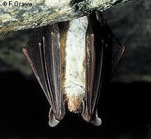 mouse-eared bat