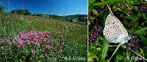 Wild thyme, Maculinea arion