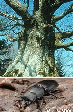 solitary tree and beetle