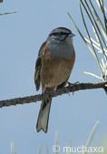 Rock Bunting