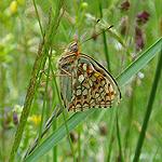 niobe fritillary