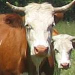 Hinterwald cattle