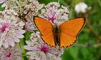 Lycaena