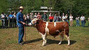 Hinterwald Cattle auction