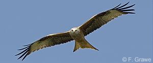 red kite