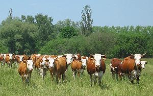 Black Forest Hinterwald cattle