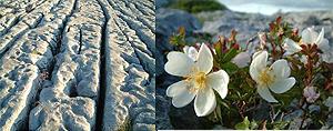 limestone bedrock, rosa pimpinellifolia