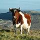 Cow in BurrenLIFE Project