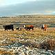 Farming in the Burren