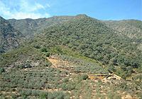 Olive grove