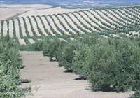 Olive grove