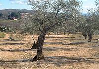 Olive grove