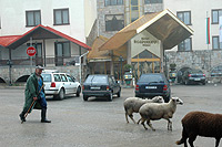 Shepherd crossing the parking lot in front of the conference hotel