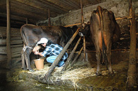 In Bulgaria milking of cattle is mostly done by hand