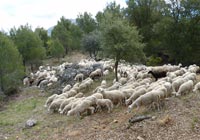 Pastoralism in Spain