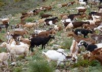 Pastoralism in Spain