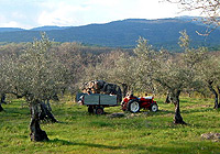 Tractor in olive grove (Spain)