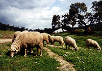 Sheep flock