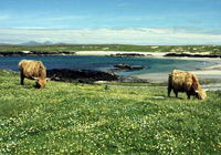 Highland cattle on coastal grassland