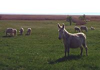 Albinotic donkeys in the Hungarian steppe