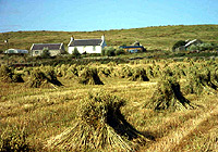 Stooked oats used as winter feed for cattle (Islay, UK)