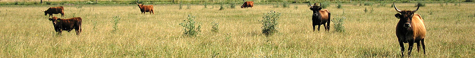 The German „Serengeti“ – large-scale grazing with Heck-cattle in Thuringia